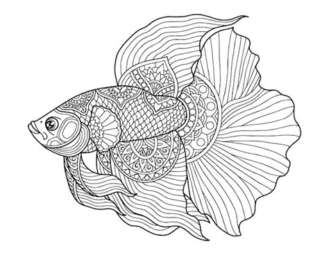 premium vector betta fish coloring page design clear background