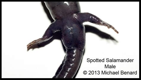 how to tell apart male and female spotted salamanders and other ambystoma mister toad