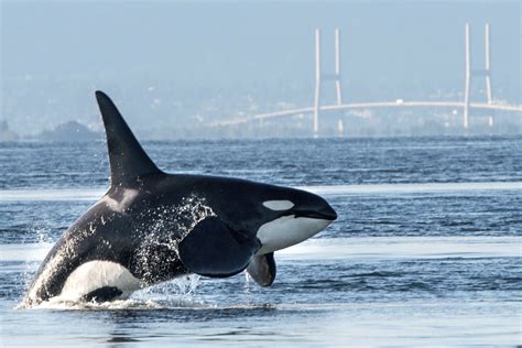 orca  endangered killer whales georgia strait alliancegeorgia