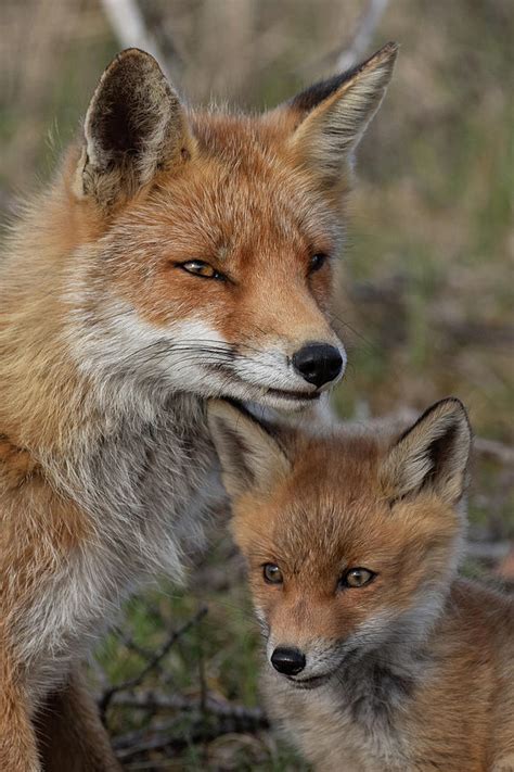 mother fox and her cub photograph by shirley kroos fine art america