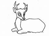 Deer Template Animal Sample Templates sketch template