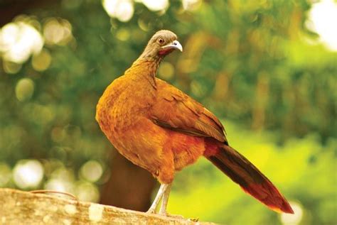 image result   cocrico bird  tobago tobago trinidad trinidad  tobago