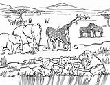 Coloring Safari Grassland Pages African Ecosystem Drawing Grasslands Animals Printable Africa Color Ancient Trees Getcolorings Getdrawings Savanna Colorings sketch template