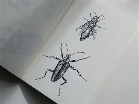 insect  sketches  sketch insect sketch insects sketch