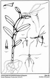 Epidendrum 1989 Difforme Hágsater Morejon Dodson Drawing Group sketch template