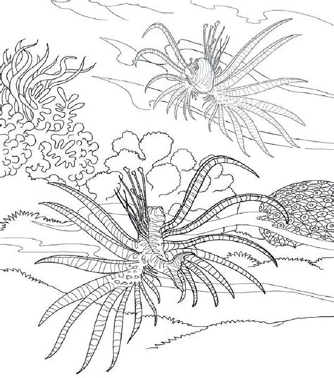 sea plants coloring pages coloring pages dover coloring