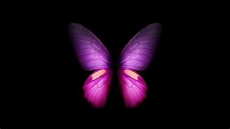 purple butterfly  wallpaper wings black background
