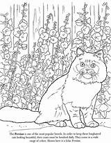 Coloring Pages Cat Advanced Persian Getdrawings Colouring Detailed Printable Adult Color Visit sketch template