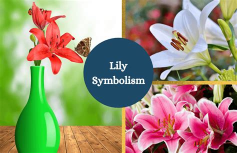 Lily Symbolism And Meaning Symbol Sage