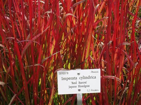 grow japanese blood grass  colorful ornamental grass dengarden