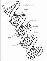 Dna Coloring Biology Science Molecule Worksheet Worksheets Education Genetics School Cell Teaching Structure Middle Life Human Printable Plant Kids Parts sketch template