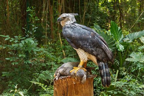 harpy eagle  golden eagle  magnificent apex predators unianimal