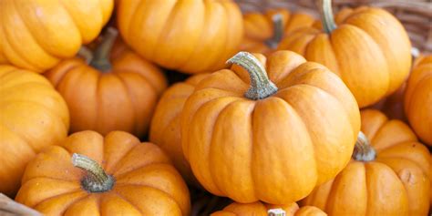 5 surprising uses for pumpkin none of which are lattes