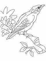 Coloring Bird Myna Pages Beautiful Kids Bestcoloringpages Birds Designlooter Drawings Template sketch template