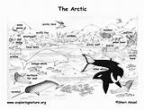 Arctic Tundra Habitat Artic Sheets Labeled Hibernating Exploringnature Tern Westerlind sketch template