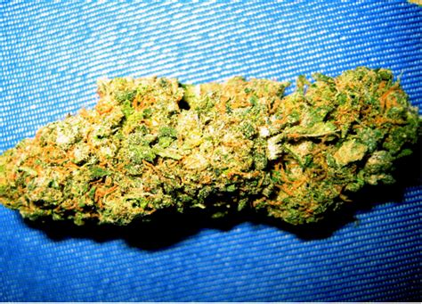 awesome bud picture ebaums world