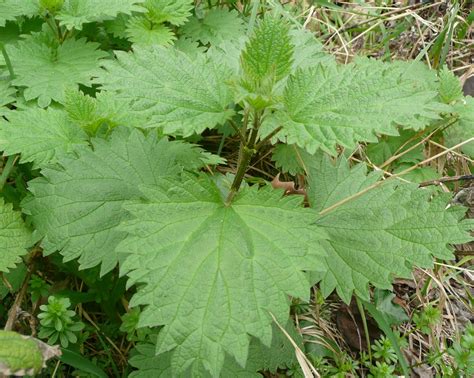 nature  london stinging nettle urtica dioica
