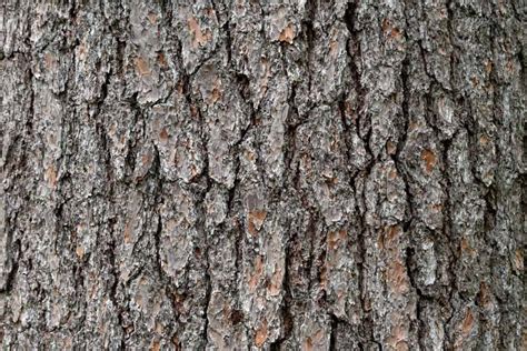 picture pine wood dry tree texture oak nature bark pattern