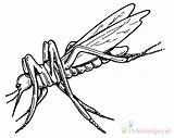 Mosquito Komar Kolorowanki Bestcoloringpagesforkids Bestofcoloring sketch template