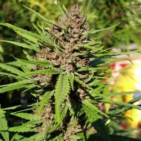 Buy Purple Kush Cannabis Seeds In Australia [2019]