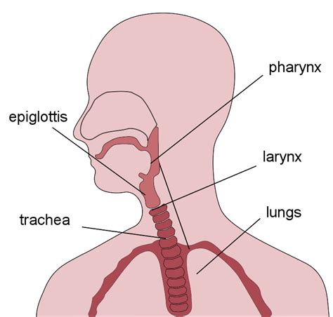 anatomy   throat anatomy drawing diagram images   finder