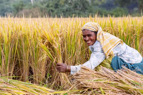 india  rice harvest   farmland  success education facilities undergoing expansion