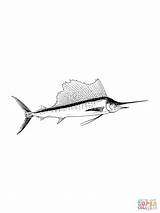 Marlin Blue Coloring Pages Realistic Drawing Printable Drawings Fish Getdrawings Color Clipart Clipartbest Clip sketch template