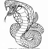 Cobra Snake Coloring Pages King Drawing Kids Rattlesnake Realistic Printable Viper Color Spurt Poison Animal Clipart Colouring Print Serpientes Dibujos sketch template