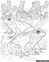Coloring Frog Pages Amphibian Drawings Frogs Animals Printable Color Toad Getcolorings Reptile Wildlife Spotted sketch template