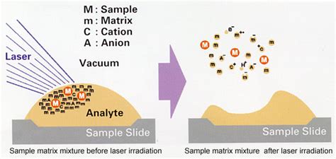principles  maldi tof mass spectrometry shimadzu europa
