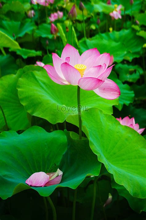 blooming lotus picture  hd     lovepik