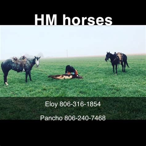 mh horses