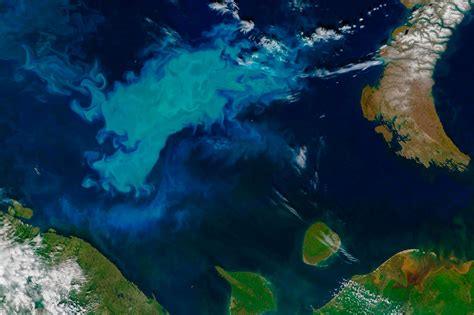 phytoplankton enhance arctic oceans ability  soak  carbon dioxide