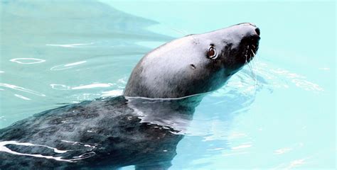 meet  seals indianapolis zoo