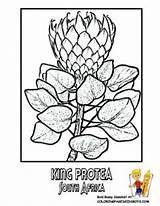 Coloring Flower African Pages South Africa Protea Flag Flowers Symbols King Venezuela Flourishing Panama Drawing sketch template