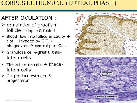 Histologic Structure Of Female Genital System Ppt