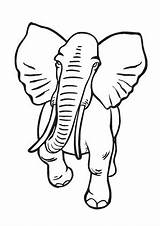 Elefant Afrikanischer Ausmalbild Elefanten Ausdrucken Ausmalen sketch template