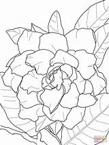 Gardenia Coloring Plena Jasminoides Printable Pages Supercoloring Drawing Silhouettes Categories sketch template