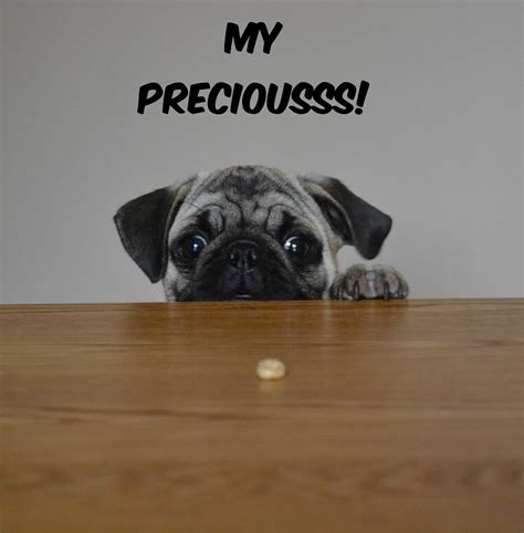 preciousss funny pug dog meme pug love   pugs photo  fanpop