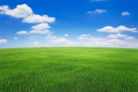 grass field background  flowers