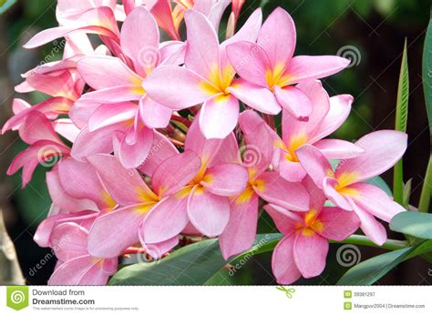 pink frangipani plumeria spa flowers stock image image  park