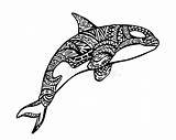Zentangle Whale Killer Animal Ethnic Doodle Illustration Pattern Detail Coloring Adult Preview Stock sketch template