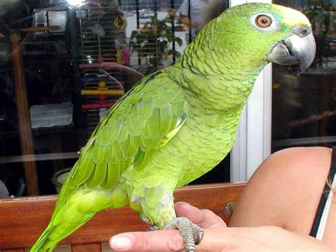 amazon parrot  trained parrots   loyal companions