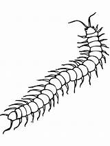 Centipede Millipede Robaki Kolorowanki Dzieci Sketch Insect Owady Primarygames Dainty Druku sketch template