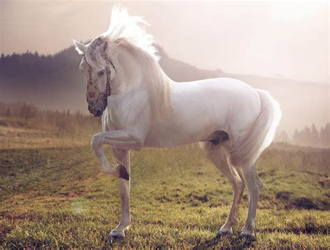 white stallion horse wallpaper   wallpaperup