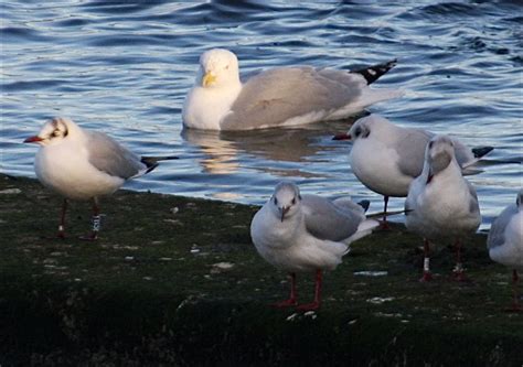 Morgithology Colour Ringed Black Headed Gulls At Alnwickhill