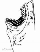 Shark Coloring Pages Great Cool Drawing Sharks Realistic Printable Print Kids Jaws Outline Color Sheet Megalodon Teeth Animals Getcolorings Library sketch template