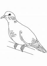 Dove Coloring Turtle Mourning Pages Doves Outline Drawing Peace Pigeon Clip Clipart Printable Print Getcolorings Library Getdrawings Color Popular Outlines sketch template
