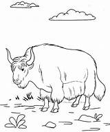Yak Coloring Pages Fun Beautiful Kids Animals sketch template
