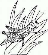 Grasshopper Coloring Pages Library Clipart Grass Drawing sketch template